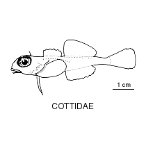 Line drawing of cottidae