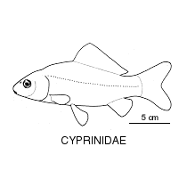 Line drawing of cyprinidae