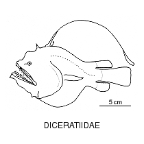 Line drawing of diceratiidae