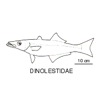 Line drawing of dinolestidae