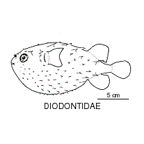Line drawing of diodontidae