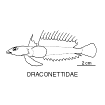 Line drawing of draconettidae