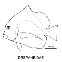 Line drawing of drepaneidae