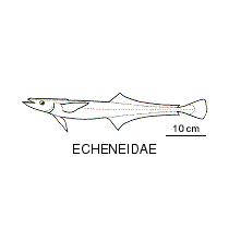 Line drawing of echeneidae