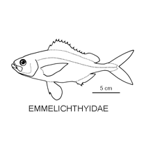 Line drawing of emmelichthyidae