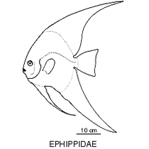 Line drawing of ephippidae