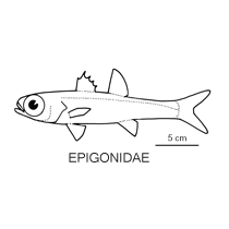 Line drawing of epigonidae