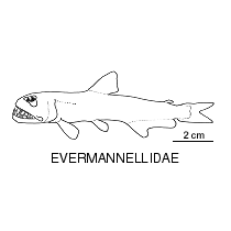 Line drawing of evermannellidae