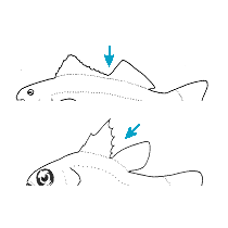 single elongate dorsal fin with deep notch or two dorsal fins not separated by a space