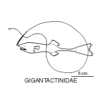 Line drawing of gigantactinidae