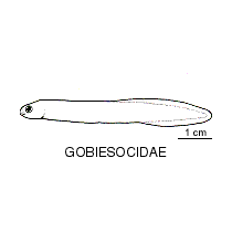 Line drawing of gobiesocidae