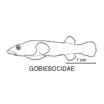 Line drawing of gobiesocidae