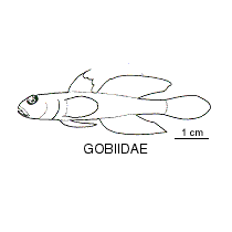 Line drawing of gobiidae
