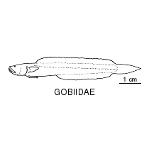 Line drawing of gobiidae