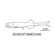 Line drawing of gonostomatidae