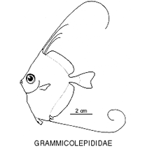 Line drawing of grammicolepididae