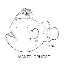 Line drawing of himantolophidae