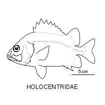 Line drawing of holocentridae