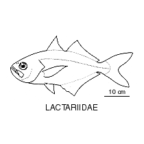 Line drawing of lactariidae