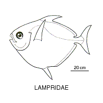 Line drawing of lamprididae