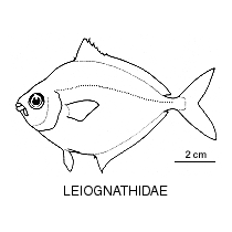 Line drawing of leiognathidae