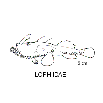 Line drawing of lophiidae