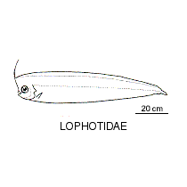 Line drawing of lophotidae