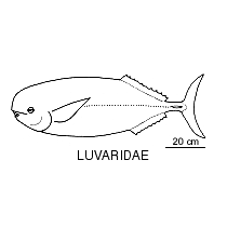 Line drawing of luvaridae