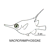Line drawing of macroramphosidae