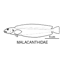 Line drawing of malacanthidae