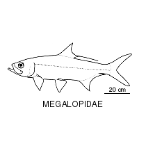 Line drawing of megalopidae