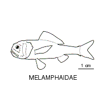 Line drawing of melamphaidae
