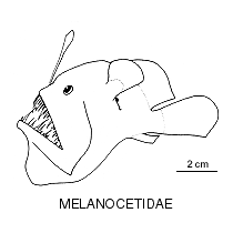 Line drawing of melanocetidae