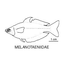 Line drawing of melanotaeniidae