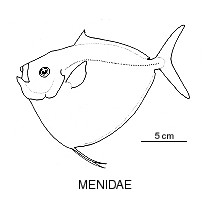 Line drawing of menidae
