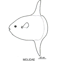Line drawing of molidae