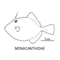 Line drawing of monacanthidae