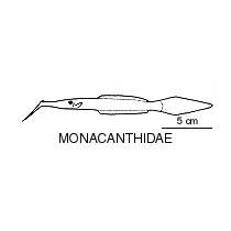 Line drawing of monacanthidae2