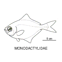 Line drawing of monodactylidae