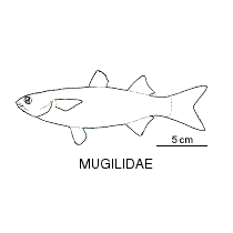 Line drawing of mugilidae
