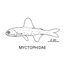 Line drawing of myctophidae