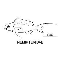 Line drawing of nemipteridae