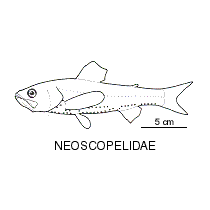 Line drawing of neoscopelidae