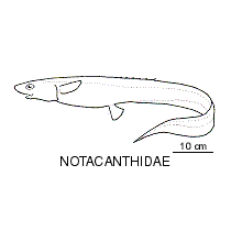 Line drawing of notacanthidae