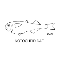 Line drawing of notocheiridae