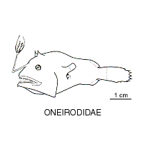 Line drawing of oneirodidae