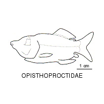 Line drawing of opisthoproctidae