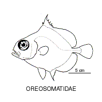 Line drawing of oreosomatidae