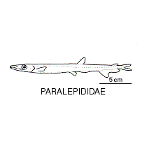 Line drawing of paralepididae
