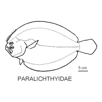 Line drawing of paralichthyidae